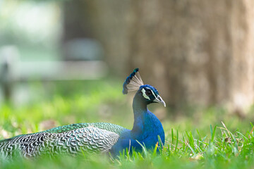 The Indian peafowl (Pavo cristatus), also known as the common peafowl, and blue peafowl, is a peafowl species native to the Indian subcontinent. Is a very beautiful bird.