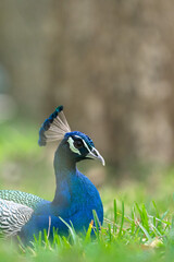 The Indian peafowl (Pavo cristatus), also known as the common peafowl, and blue peafowl, is a peafowl species native to the Indian subcontinent. Is a very beautiful bird.