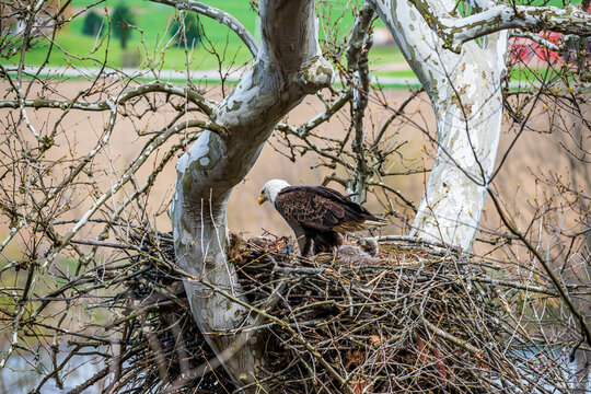 Eagle and Young in nest