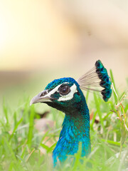 The Indian peafowl (Pavo cristatus), also known as the common peafowl, and blue peafowl, is a peafowl species native to the Indian subcontinent. Is a very beautiful bird.