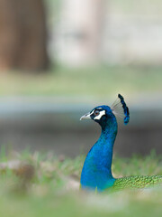 The Indian peafowl (Pavo cristatus), also known as the common peafowl, and blue peafowl, is a peafowl species native to the Indian subcontinent. Is a very beautiful bird.
