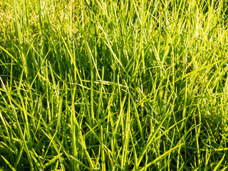 Kikuyu Grass