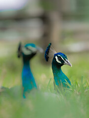 The Indian peafowl (Pavo cristatus), also known as the common peafowl, and blue peafowl, is a peafowl species native to the Indian subcontinent. Is a very beautiful bird.