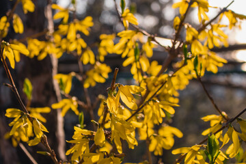 Yellow flowers on the forsythia bush (lat. Forsythia), on a blurred background. The first spring garden flowers. Yellow ornamental shrub on a sunny day.