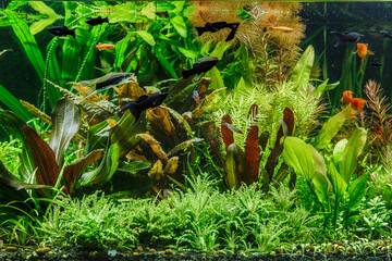 A green beautiful planted tropical freshwater aquarium with fishes,zebra angelfish pterophyllum...