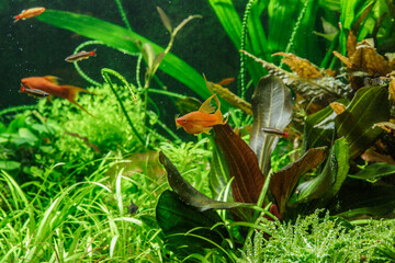 A green beautiful planted tropical freshwater aquarium with fishes,zebra angelfish pterophyllum scalare aquarium