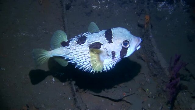 
Partially Inflated Black-blotched porcupinefish (Diodon liturosus) Inside Shipwreck- Close Up - Philippines