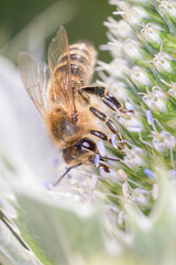 Bee - Apis mellifera - pollinates Eryngium palmatum