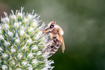 Bee - Apis mellifera - pollinates Eryngium palmatum
