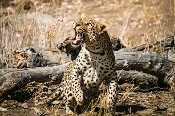 Fototapeta na wymiar Leopard hunting meat in Africa, Namibia