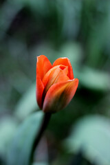 Blooming bourgeon of red tulip