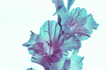 transparent flowers gladiolus, neon colors, white background. isolated