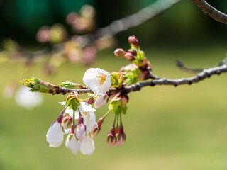 Close up of Cherry Blossom