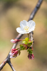 Close up of Cherry Blossom