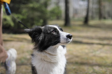 lean sad melancholic black-and-white Border Collie dog Sits thoughtfully in forest spending time...