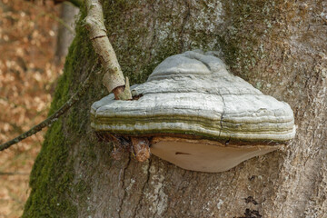 Ein großer Baimpilz wächst an der Rinde eines Laubbaums im Wald