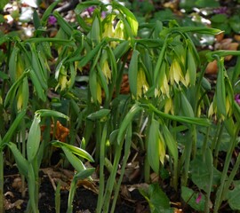 yellow flowering uvularia grandiflora pallida bellwort plant