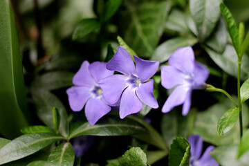 Closeup bunch of violet flowers