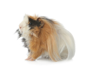 Adorable guinea pig on white background. Lovely pet