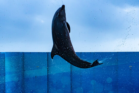 江ノ島水族館 の画像 263 件の Stock 写真 ベクターおよびビデオ Adobe Stock