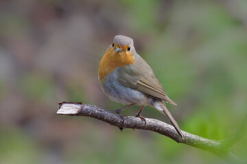 Rotkehlchen zur&uuml;ckgewandt