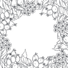 Hawthorn. Vector background.