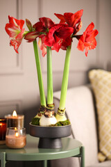 Beautiful red amaryllis flowers on table in room - obrazy, fototapety, plakaty