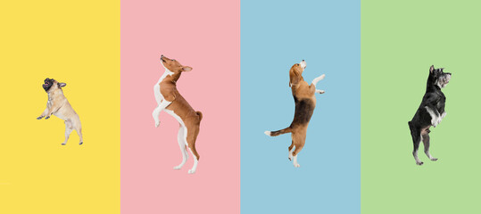 Art collage made of funny flying dogs different breeds jumping high on multicolored studio background.