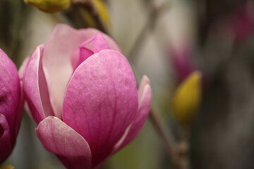 Fototapeta premium Beautiful blooming flower of magnolia tree on blurred background, closeup. Space for text