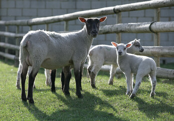 Young Lambs and sheep in a field © Chris Brignell