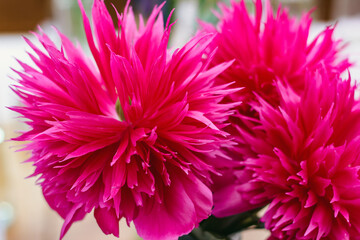 Photo of fresh pink peonies, close-up