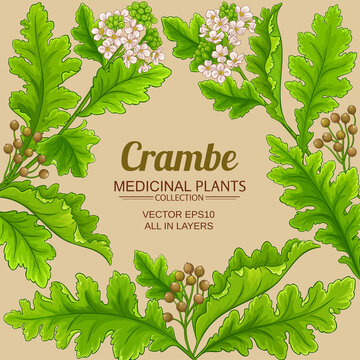 crambe plant frame on color background