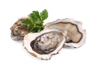 Fresh raw oysters served on white background