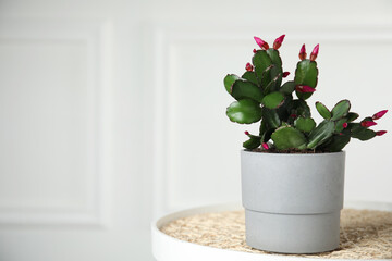 Fototapeta na wymiar Beautiful Schlumbergera (Christmas or Thanksgiving cactus) in pot on table against white wall. Space for text