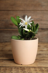 Beautiful blooming Schlumbergera (Christmas or Thanksgiving cactus) in pot on wooden table