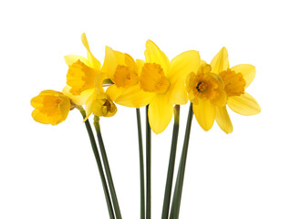 Beautiful blooming yellow daffodils on white background