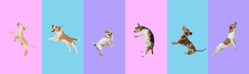 Art collage made of funny flying dogs different breeds jumping high on multicolored studio background.