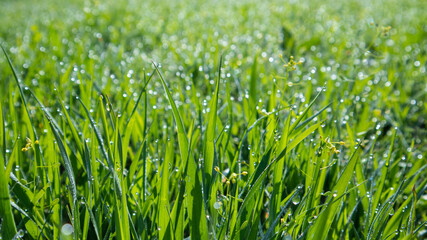 배경으로사용 가능한 이슬맞은 푸른 잔디(Dew green grass that can be used as a...