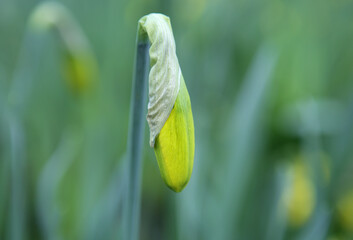 Daffodil bud