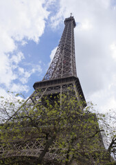   View of the Eiffel Tower with flowering trees