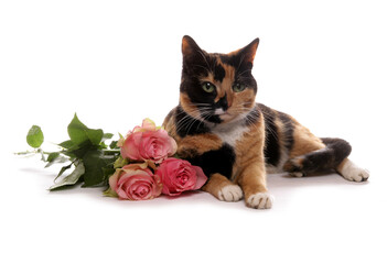 moggy cat with flowers