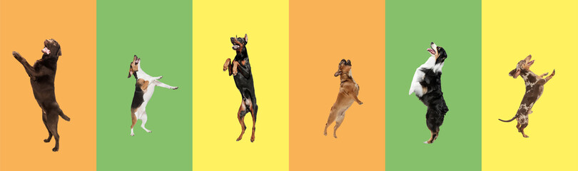 Art collage made of funny flying dogs different breeds jumping high on multicolored studio background.