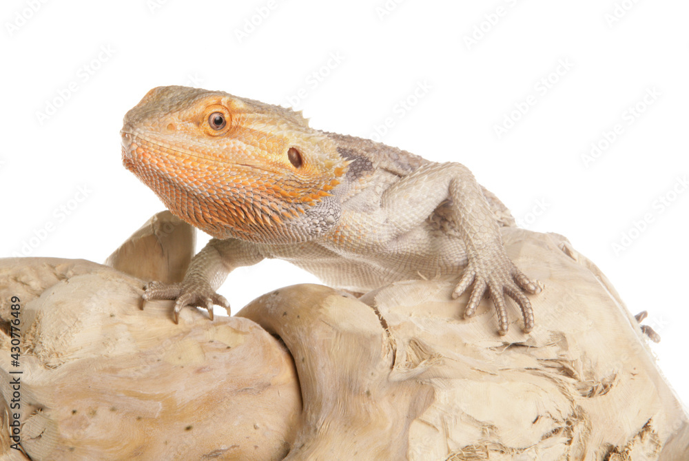 Sticker Bearded Dragon