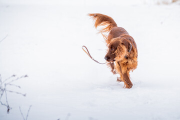 Dog breed Irish Red setter plays the winter walk