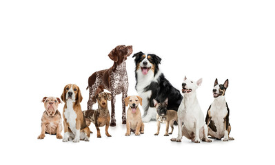 Art collage made of funny dogs different breeds posing isolated over white studio background.