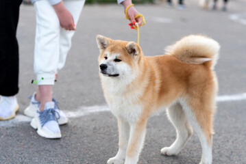 Adult Akita Inu, next to the hostess.