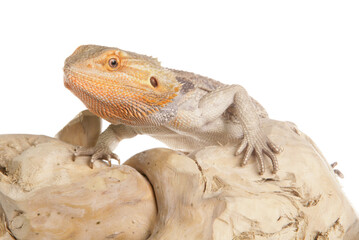 Bearded Dragon