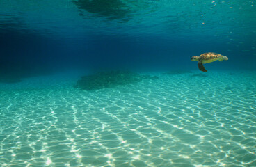 Fototapeta premium sea turtle , underwater scene , caribbean sea , Venezuela