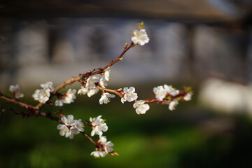 Blooming branches of apricot tree with white flowers on the background of a rural house
