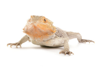 Bearded Dragon